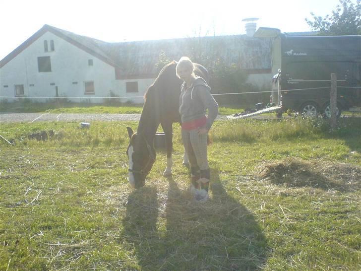 Dansk Varmblod Quadrifóglio billede 5