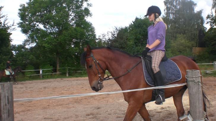 Anden særlig race Kalif billede 3