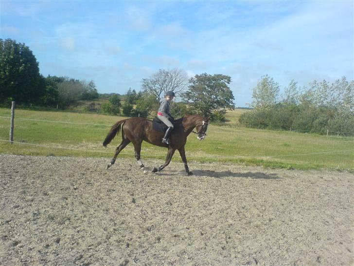 Dansk Varmblod Quadrifóglio billede 6