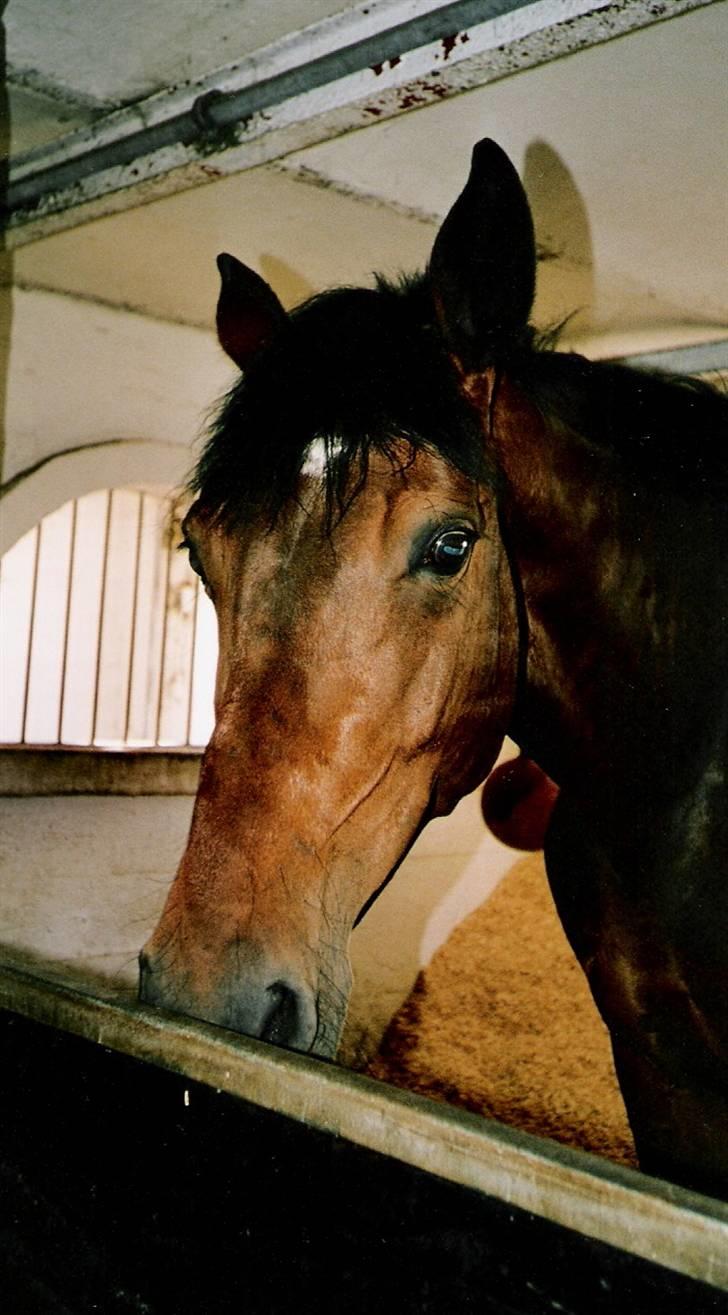 Dansk Varmblod Cadonna-A - Cadonna i hendes boks. billede 11