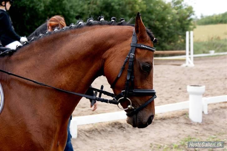 Tysk Sportspony Mirabell  {RIP} - hej flotte .. foto: Laura billede 17