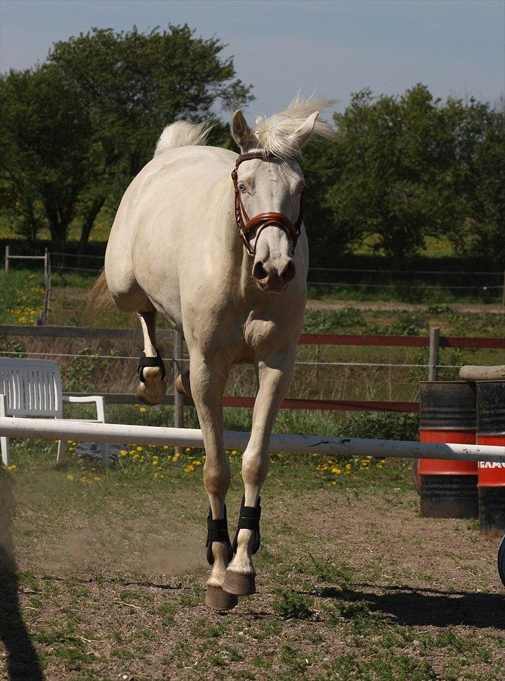 Palomino Destiny´s Child - Fotograf: Mig selv.. billede 32