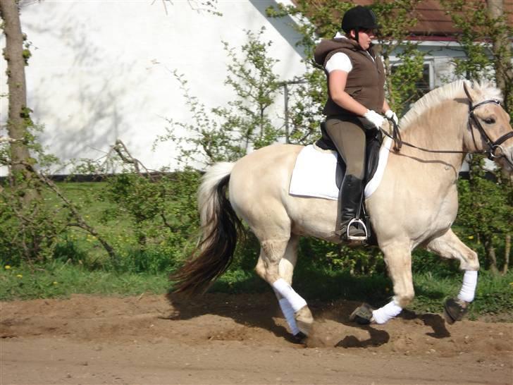 Fjordhest Matador Mix (solgt) - Matador & Pernille i galop - Jerslev forår 2007 billede 1
