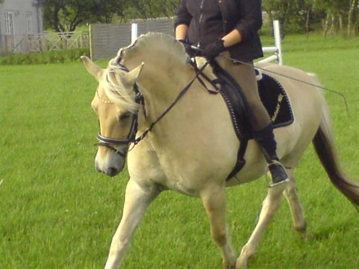 Fjordhest Matador Mix (solgt) - Matador & Pernille - efterår 2005 billede 2