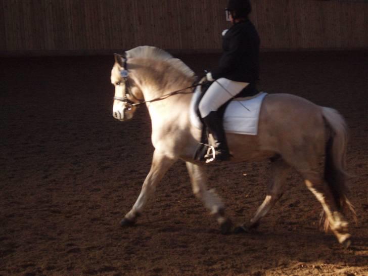 Fjordhest Matador Mix (solgt) - Matador & Pernille til stævne i Hjallerup 2007 billede 3