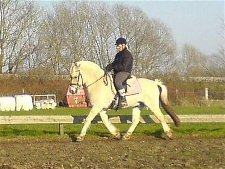 Fjordhest Matador Mix (solgt) - Matador & Anne - sommer 2006 billede 4