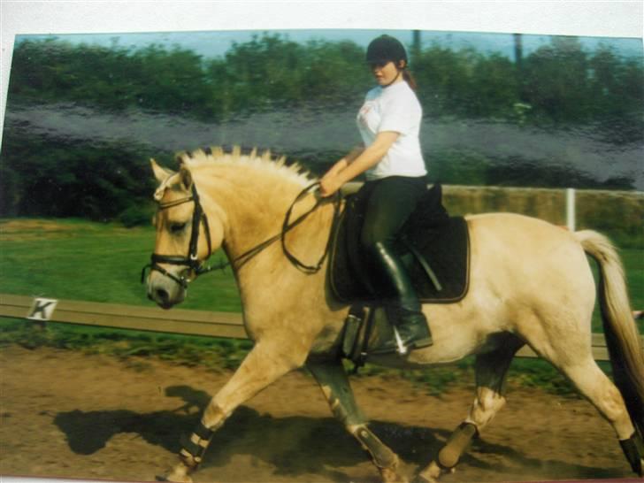 Fjordhest Matador Mix (solgt) - Matador & Jannie - sommer 2005 billede 5