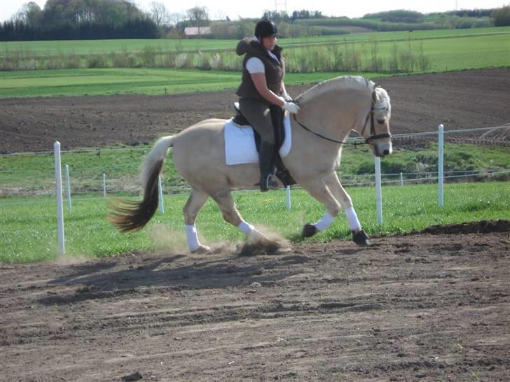 Fjordhest Matador Mix (solgt) - Matador & Pernille i galop - Jerslev forår 2007 billede 7
