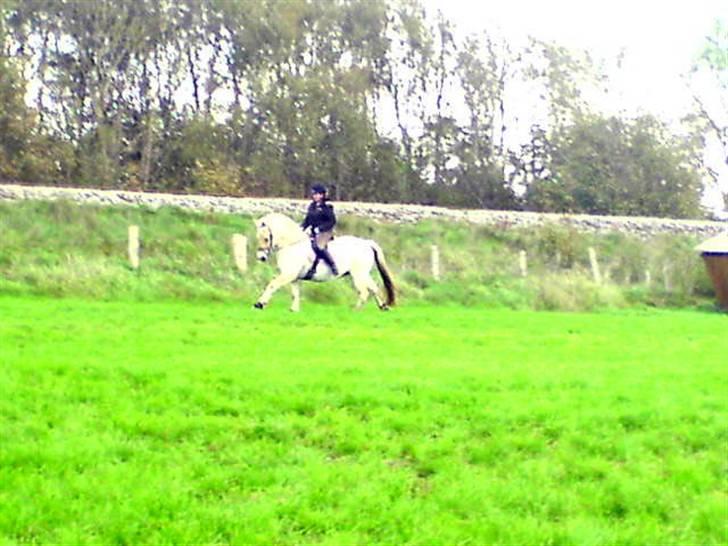 Fjordhest Matador Mix (solgt) - Matador & Pernille i galop - Faksholmsvej 2006 billede 8
