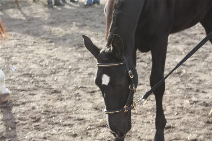 Dansk Varmblod Mazy *Solgt* billede 15