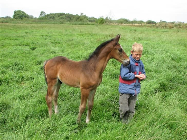 Dansk Varmblod Donagh - Solgt som føl billede 10