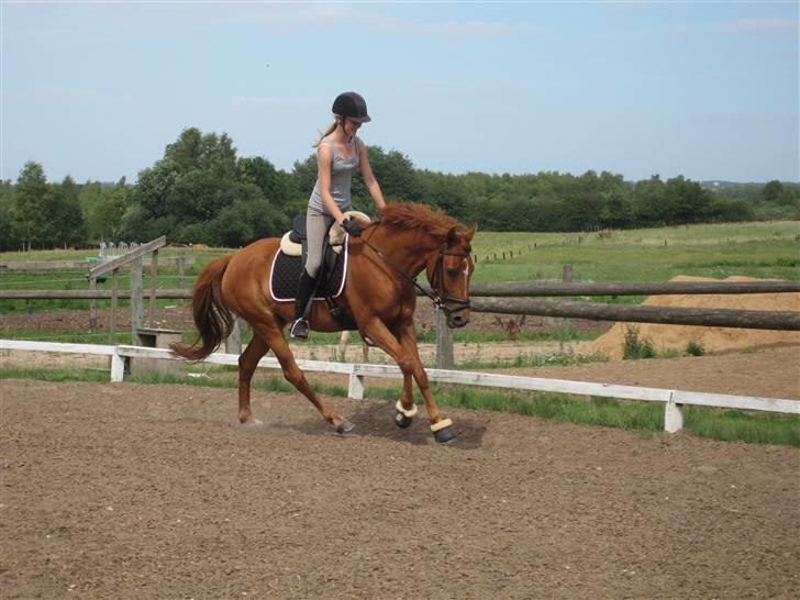 Anden særlig race Moonlight billede 14