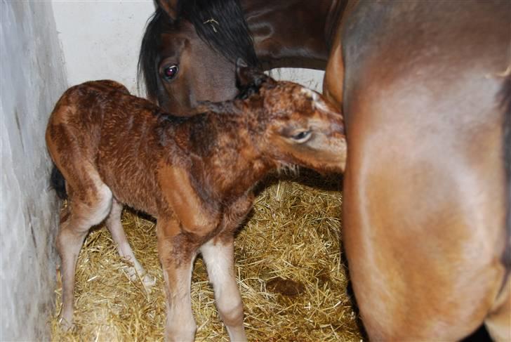 New Forest Åbakkens Morgan billede 1