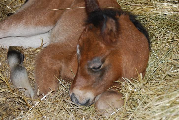 New Forest Åbakkens Morgan billede 2