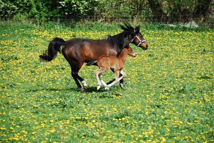 New Forest Åbakkens Morgan billede 3