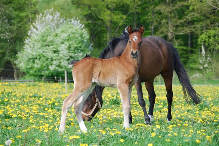 New Forest Åbakkens Morgan billede 4