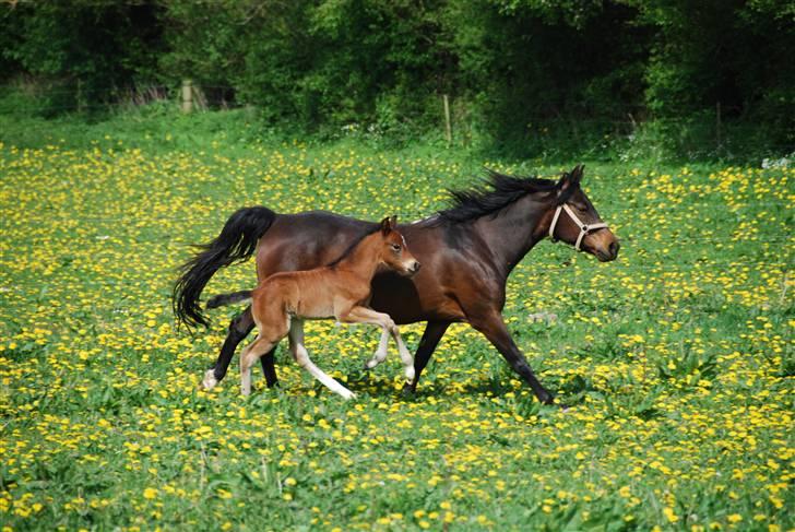 New Forest Åbakkens Morgan billede 5