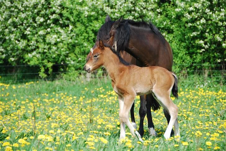 New Forest Åbakkens Morgan billede 6