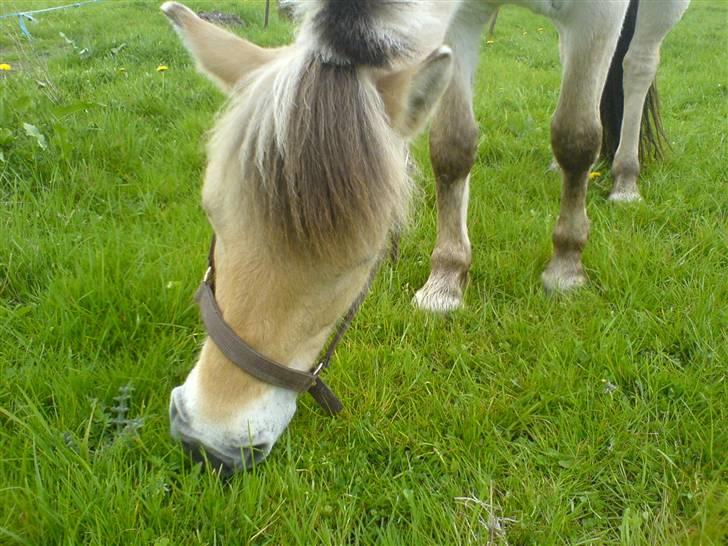 Fjordhest bonni billede 10