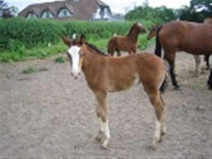 Dansk Varmblod Hopla's Opera - som baby :) billede 2