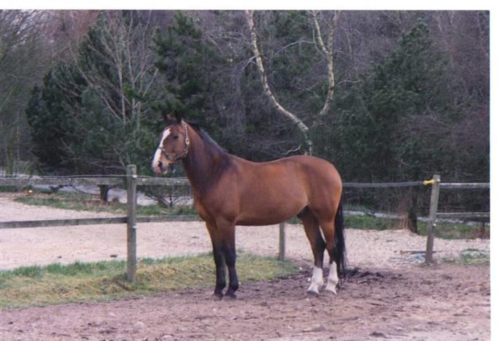 Oldenborg stidsbjergs Jarl  "DØD" - vores sidste stævne  billede 1