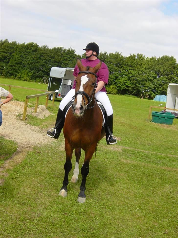 Oldenborg stidsbjergs Jarl  "DØD" billede 3