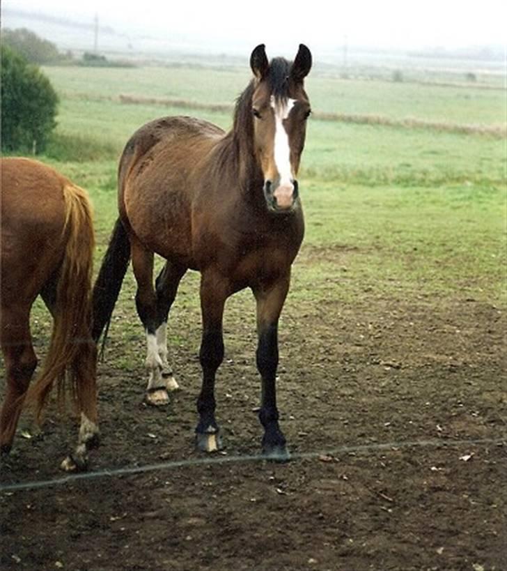 Oldenborg stidsbjergs Jarl  "DØD" billede 4