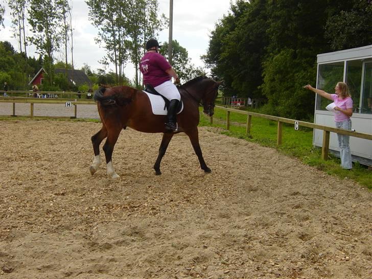 Oldenborg stidsbjergs Jarl  "DØD" billede 6