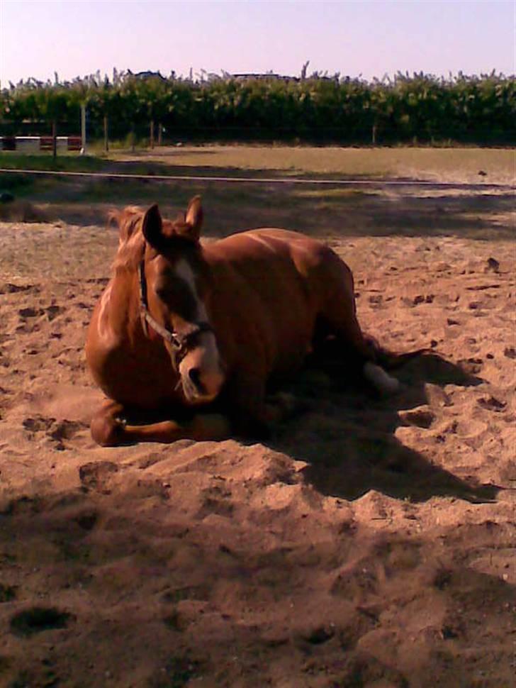 Frederiksborg | Tatjana | ( R. I. P.)  - dejligt at ligge ned en sommer aften <33 billede 9