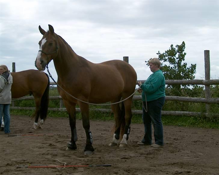 Oldenborg stidsbjergs Jarl  "DØD" - vi skulle kunne røre hestene over det hele uden ballade billede 8