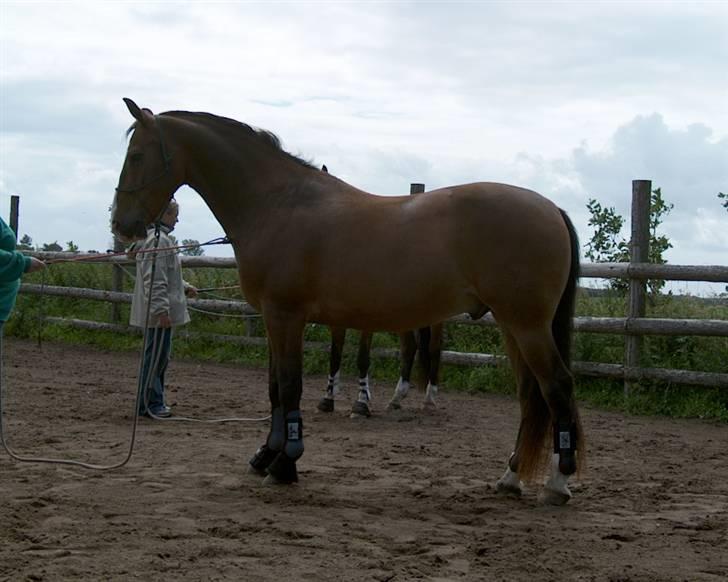 Oldenborg stidsbjergs Jarl  "DØD" - jeg er ved at få Jarl til at bakke uden jeg har ved ham. billede 9
