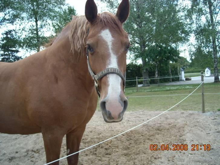 Frederiksborg | Tatjana | ( R. I. P.)  - tatjana stå på ridebanen billede 11