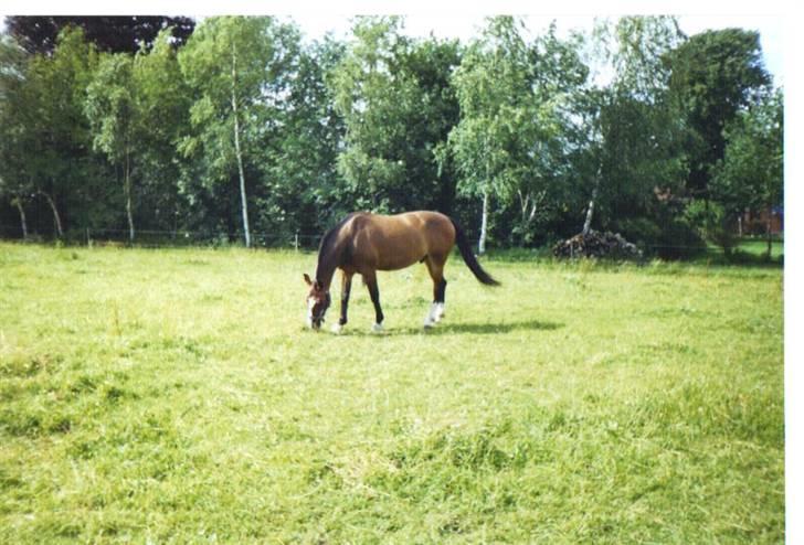 Oldenborg stidsbjergs Jarl  "DØD" billede 12