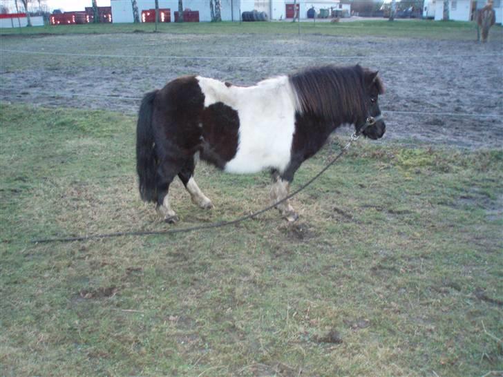 Shetlænder  | Bonny  | ( solgt ) billede 15