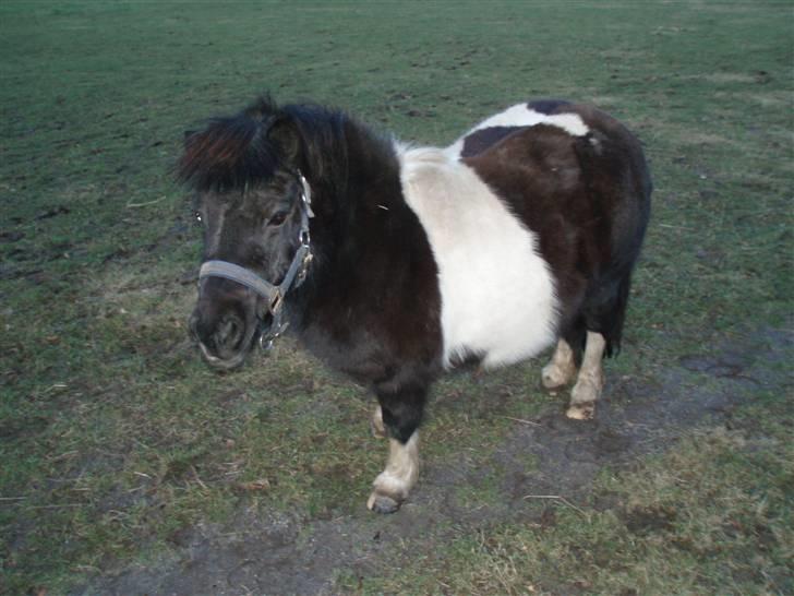 Shetlænder  | Bonny  | ( solgt ) billede 16