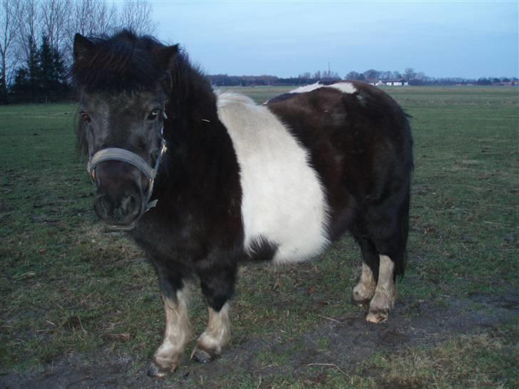 Shetlænder  | Bonny  | ( solgt ) billede 18