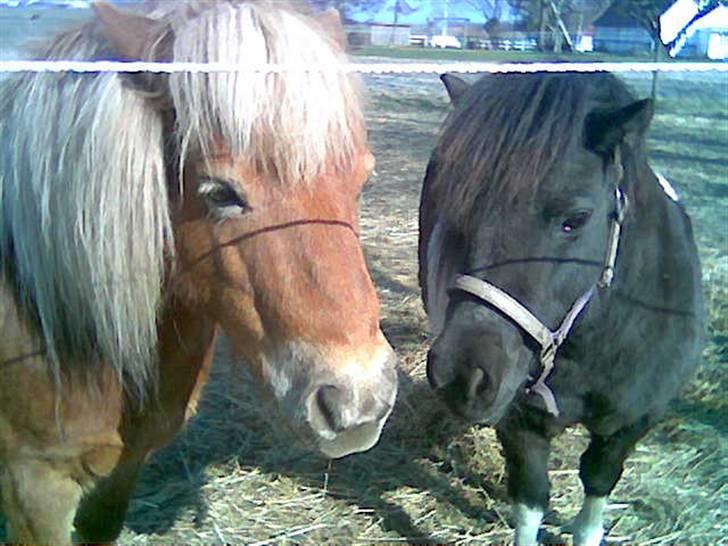 Shetlænder  | Bonny  | ( solgt ) - "NYT" bonny og rudolf:) billede 19