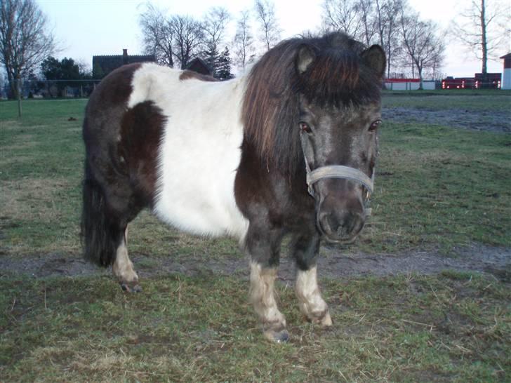 Shetlænder  | Bonny  | ( solgt ) billede 20