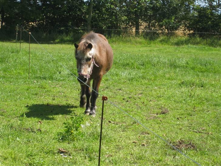 Shetlænder Lotte billede 13
