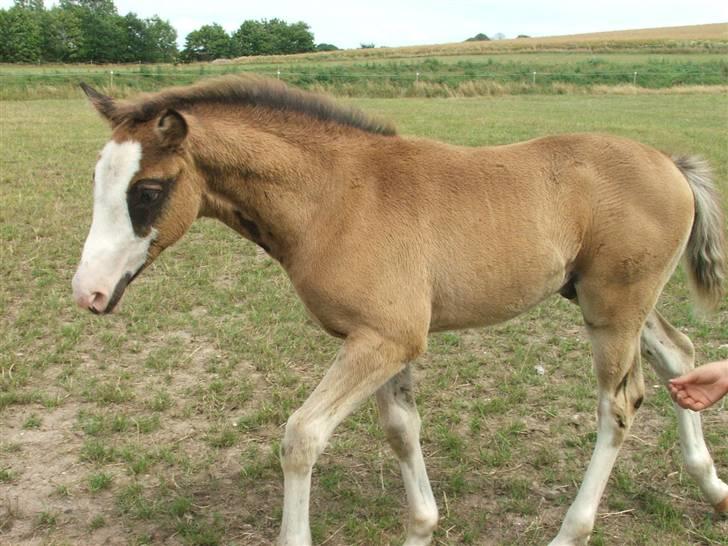 Dansk Varmblod Stierneholms Concorde billede 15