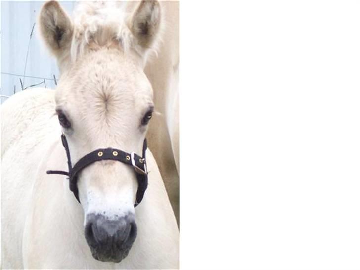 Fjordhest Brødsgaards Leander  - Leander med sin nye grime 4 uger billede 11