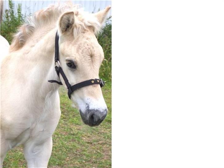 Fjordhest Brødsgaards Leander  - Flotte Leander 4 uger billede 12