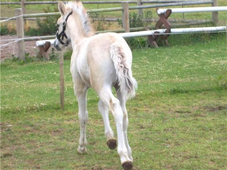 Fjordhest Brødsgaards Leander  - Når enden er god.......  leander 4 uger billede 13