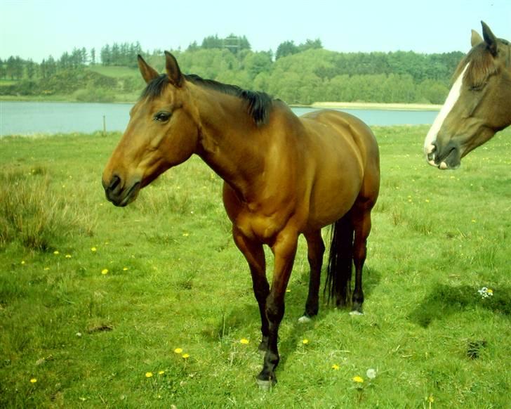 Dansk Varmblod Sivic billede 11