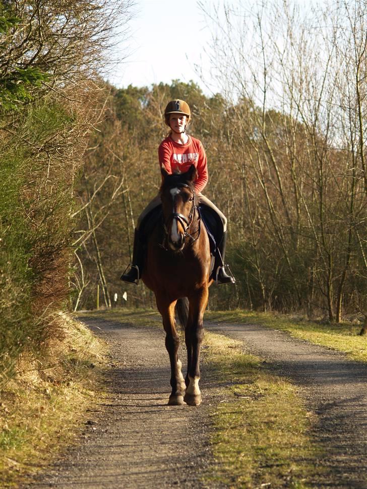 Fuldblod (XX) Dzhani     *aflivet* - En tur op af vejen. Foto: Henriette Andersen billede 12