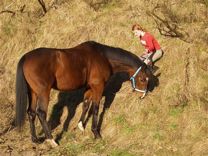 Fuldblod (XX) Dzhani     *aflivet* - Lidt hygge i solen <3 Foto: Henriette Andersen  billede 18