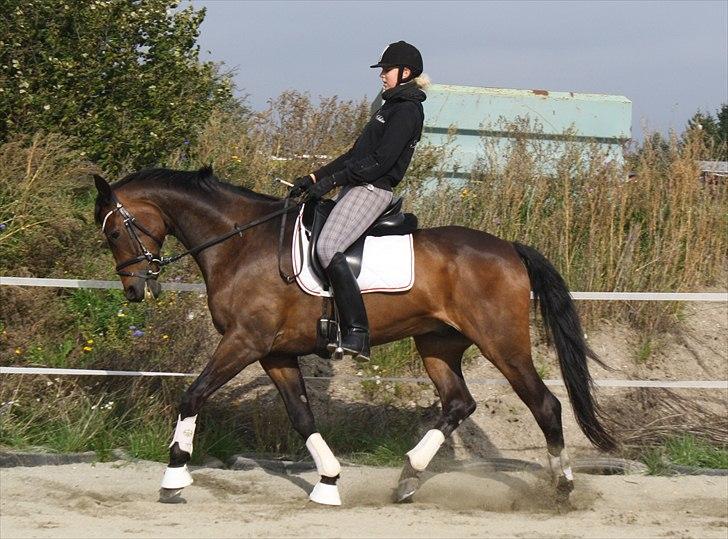 Anden særlig race May Piccolo *STJERNEHEST* - Træning derhjemme taget af Katrine  billede 12