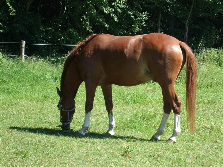 Hollandsk Sportspony Fireball B-Pony - Han fik lige lov til at gå lidt på græs... UDEN gamacher for første gang.. han fik dog et sår på forbenet :/Fotograf:miiig billede 4