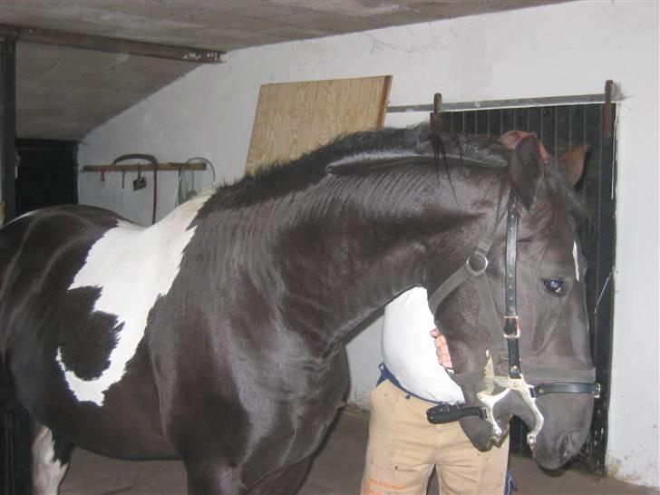 Pinto Hingst Hjalman af korup  - Besøg af tandlægen billede 13