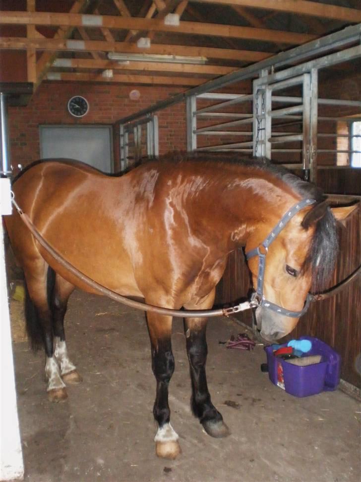 Welsh Cob (sec D) Sensation ((Passer)Solgt) - Bassen står på staldgangen og skal til at strigles:) billede 2